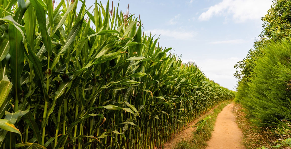 MILHO SAFRINHA NO PARANÁ